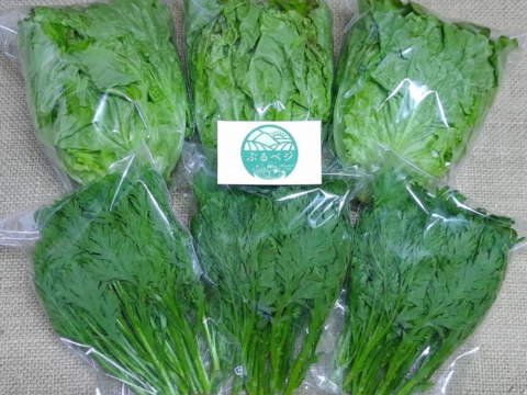 【アワード受賞福袋】🏆 農家の食卓からお裾分け♪『春菊好きに捧ぐ』生でも食べれる「春菊」 ＆「ふわシャキレタス」のサラダ三昧セット🥗【朝採れ・無施肥】