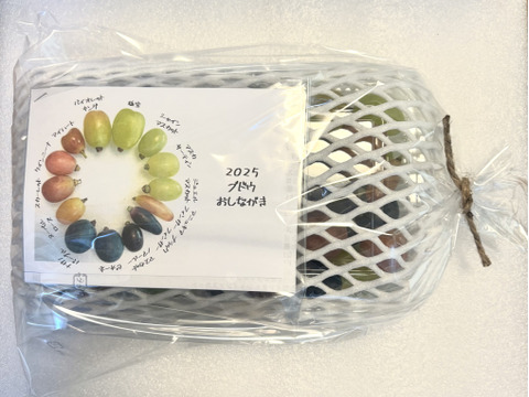 究極のブドウの宝石箱　7種食べ比べ『SUPER COLORS スーパーカラーズ』750g×1P　朝採り新鮮！夏の終わりのブドウ祭り 只今２０％増量サービス中！！