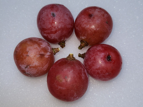 🆘雹被害の為傷多め訳有り粒ご家庭用
訳アリ粒パック🍃クイーンニーナ粒
　　【450g程度粒２Ｐ/約900g位】
　　　再追加◆数量限定販売中