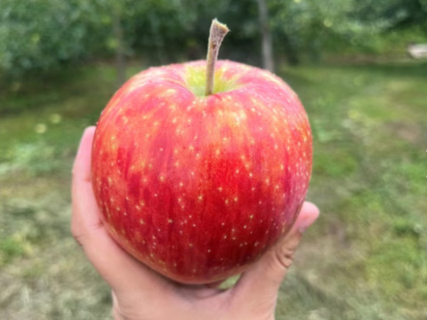 訳有 小玉シナノリップ ３キロ箱 13～15玉