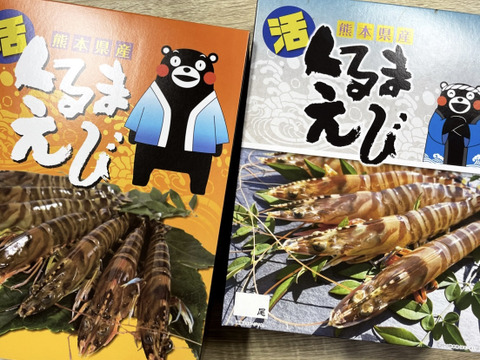 【お歳暮 ギフト対応】あまくて ぷりぷり！天草産活き車海老 《500g》
