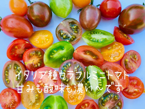 ★クール便【期間限定】カラダ喜ぶ『お試しS初夏のカラフル野菜セット6品目』