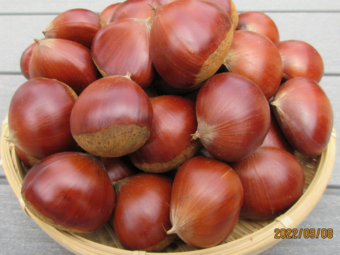 日本一の栗産地笠間の採れたて「丹沢」（３L・４Lサイズ）1㎏（無殺虫処理）