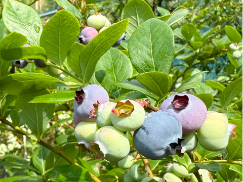 野菜スープとスムージーさん用静岡産ジャム用冷凍ブルーベリー3kg Amazon.co.jp: [冷凍] ライフフーズ ブルーベリー 350gX3個