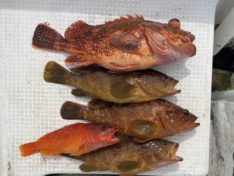 明日朝まで限定！捕れたて！アコウ・カサゴ・アカハタ　約2.5kgオーバー 長崎県対馬市(内臓・鱗処理済)