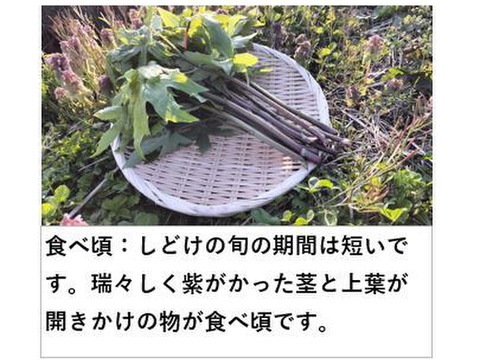 しどけ 雪国の香り！瑞々しい山菜の女王（モミジガサ） 約200g