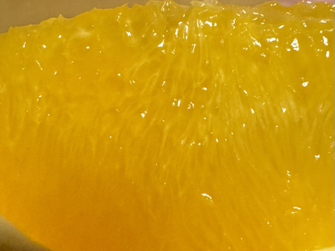 島育ちのネーブル