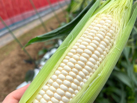 【お試し】朝採れ甘〜い白いとうもろこし（雪の妖精）3〜5本　【朝どれ】