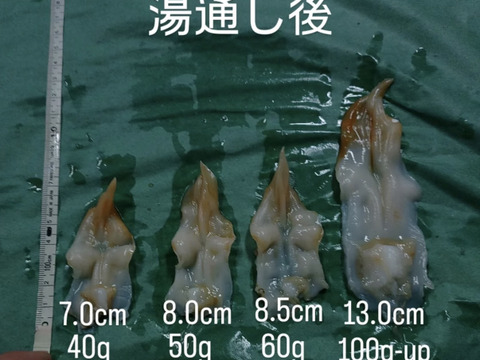【幻の高級貝】天然 金とり貝 100〜160g
超特大サイズ｜肉厚・濃厚な甘み｜寿司屋品質をご自宅で！1キロ