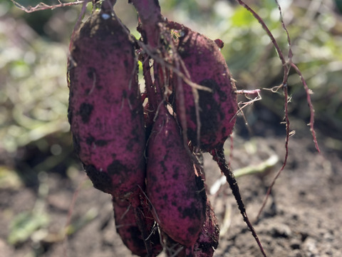 完全天日干し！だるまやさんのほしいも 平干し180g×4袋