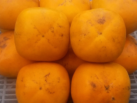 【種なし柿】極早生品種(SM混在2㎏)冷蔵便和歌山産