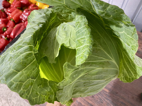 採りたてシャキシャキ！生で美味しい♥キャベツ5玉（本州の方限定）