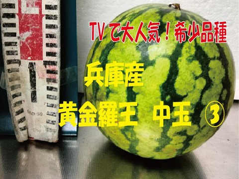 兵庫産 黄金羅王　TVで大人気　中玉スイカ1玉　ご家庭用③