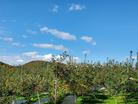 生玉農園一番人気の美味いりんご！ 綺麗な 葉とらず サンふじ 5キロ箱 13～18玉 信州りんご