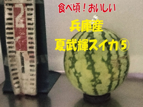 兵庫産夏武輝 小玉スイカ1玉　ご家庭用⑥