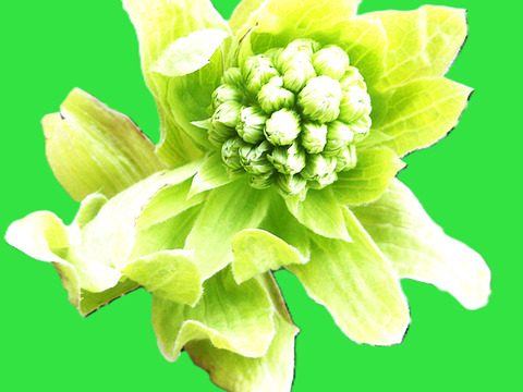 雪国・新潟から【恋の予感】1㎏×1袋【こしひかり】1㎏×1袋【新之助】300ｇ×1袋【ひとめぼれ】1㎏×1袋と300ｇ×1袋【恋の予感】300ｇ×1袋【縁結び】300ｇ×1袋の7袋で合計4.2㎏です