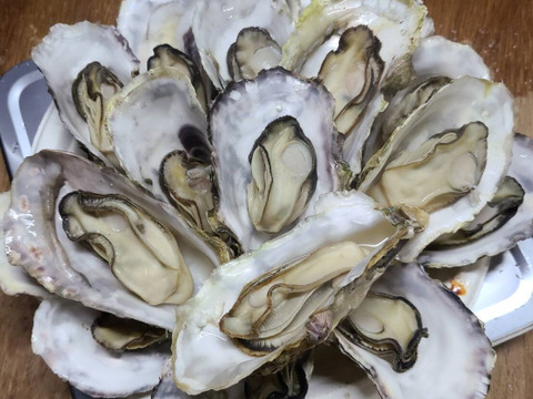 【生牡蠣】【生食用】三重県産 殻付き 浦村かき M～Lサイズ 50個入り (約5.5ｋg前後）（5～10人前）貝類 海鮮 BBQ 歳暮 バーベキュー母の日父の日【冬ギフト】【生で食べれる美味い牡蠣】