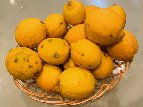 【訳あり徳用】【防腐剤・ワックス不使用】樹上完熟・湯河原産レモン　５㎏