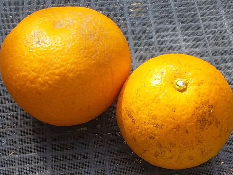 【水分たっぷり】八朔(7㎏)和歌山産(冷蔵便)