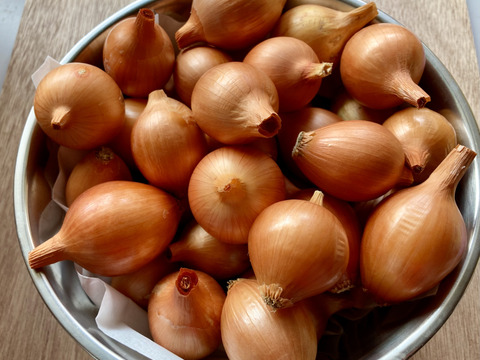 農薬肥料不使用！！【バターナッツ】【小ぶり玉ねぎ】【にんにくホワイト六片】野菜セット