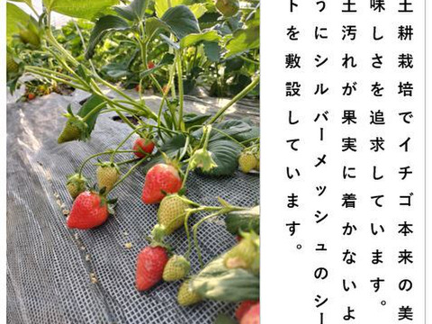 イチゴ 完熟で香り高い！＜揺りかごパック /１パック＞