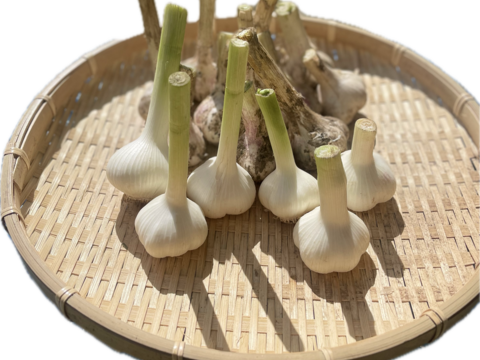 【期間限定】掘りたて！『四国カルスト大野ヶ原産の生にんにく白玉王とニューホワイト』サイズは(小から大)土付き 5玉