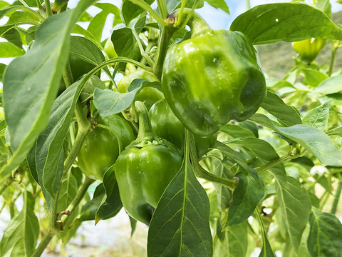 【冷凍唐辛子】伝統の味！ぼたんこしょう（約250g）農薬・化学肥料不使用