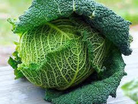 冬の定番！【京都産】　サボイキャベツ　２玉（約１kg）