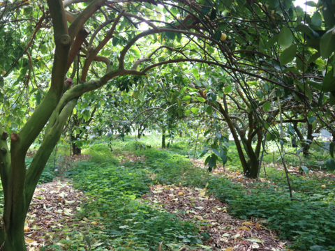 【季節外でもフレッシュな味わい！】冷蔵貯蔵の貯蔵レモン ワックス・除草剤不使用の皮ごと楽しめる国産リスボンレモン（2kg・冷蔵便）