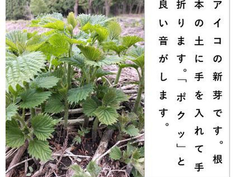 アイコ  シャキッ！トロッと美味しい山菜＜約800g＞（あいこ/ミヤマイラクサ）