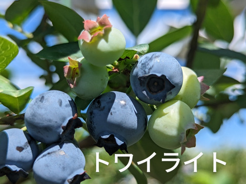 長野県産ブルーベリー(大粒多め) お問い合わせ用 長野県信濃町産】完熟ブルーベリー 大粒、小粒取り混ぜパック詰