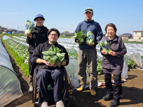 【朝採れ発送】赤紫がきれいなサニーレタス 3株 約900g｜茨城県境町産｜農薬・除草剤：栽培期間中不使用