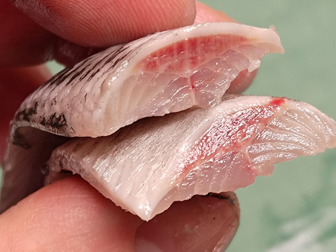 【イワシ大漁祭り】マイワシ/中羽サイズ80g前後/2.5kg【脂あり】【2/17水揚げ/発送】