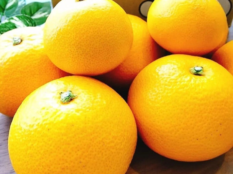 みかん畑セット【食べ比べ】3.3kg（箱込）