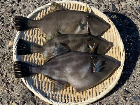 絶品 ウマヅラハギ 2kg 広島県産 食べチョク 農家 漁師の産直ネット通販 旬の食材を生産者直送