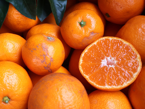 【冬ギフト】農家直送！有田みかん7.5kg≪訳あり（サイズ混合）≫【平武農園】～蛍飛ぶ町から旬の便り～　和歌山｜有田｜田口｜ギフト｜こだわり　産地直送　お取り寄せ