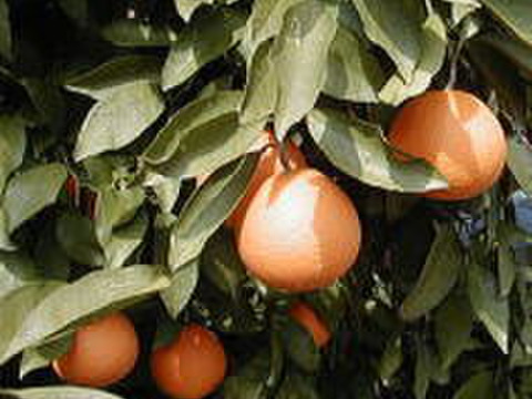 ベルガモット・清見オレンジ　1.2級コミコミ　合計１．８ｋｇ入り   【柑橘食べ比べ】