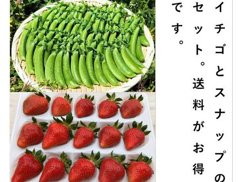 イチゴとスナップのセット＜いちご/１パック＋スナップ/約700g＞