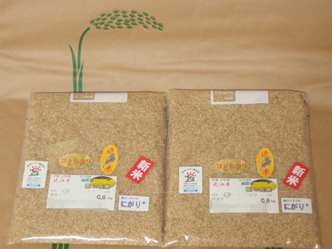 【お試しパック】✤菜の花✤育ち！近江米コシヒカリ  ☆減農薬菜の花米☆令和3年産☆1.2kg☆玄米