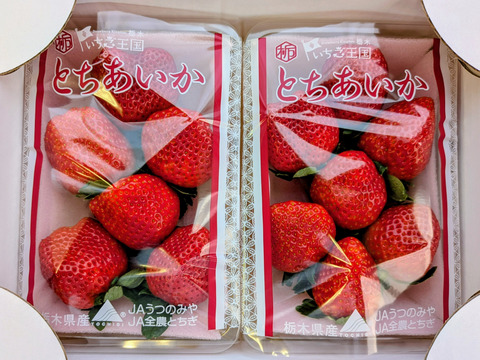 朝摘み！栃木県産★完熟とちあいか！大粒A品！甘くて酸味が少ない品種です！