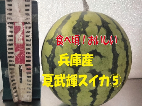 兵庫産夏武輝 大玉スイカ1玉　ご家庭用⑤