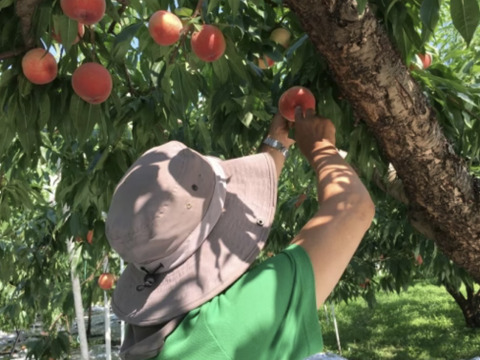 《予約商品》８月上旬～ 桃 あかつき 5キロ箱 13～18玉