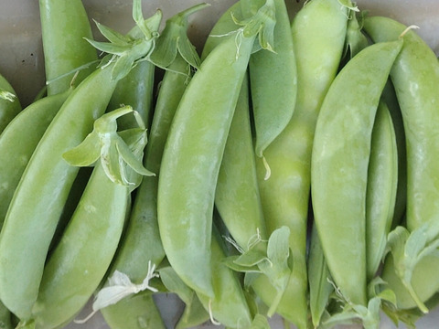 【お買い得☆旬の野菜セット（7〜10品目）☆６月☆】新鮮お野菜🌿７月の野菜セットはこちらです（URLリンク長押し）→https://www.tabechoku.com/products/241766