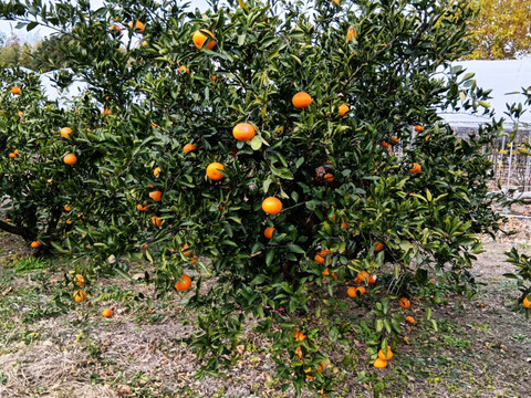 糖度・酸度のバランスの良い温州みかん　C 4.5kg