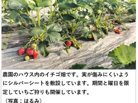 イチゴ 完熟で香り高い！＜揺りかごパック /１パック＞
