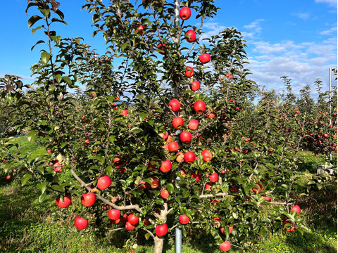 青森県産りんご　葉とらずりんご　高徳（こうとく）りんご　贈答用【5㎏　12～25個入り】