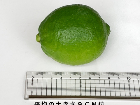 ワックス/防腐剤不使用　ジューシー香り抜群！広島蒲刈産グリーンレモン2KG（M～2L：約13個)