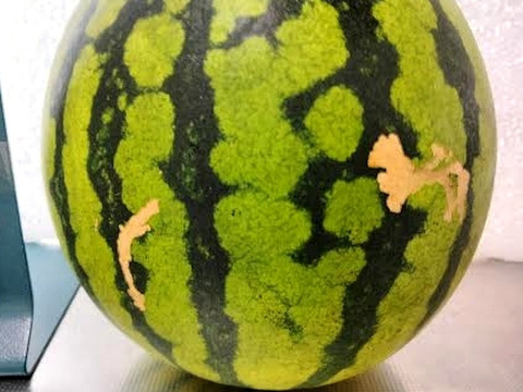 兵庫産 訳あり 黄金羅皇　TVで大人気　中玉スイカ1玉　ご家庭用④