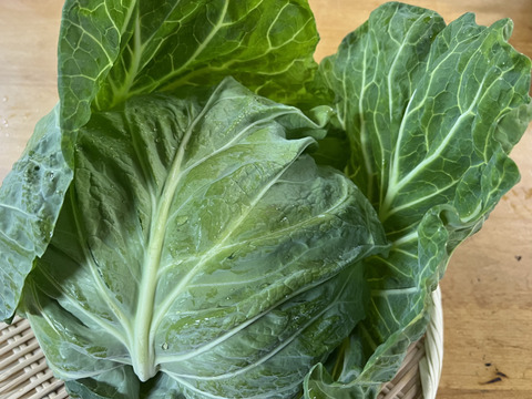 【定期便3ヶ月/旬で新鮮！】淡路島からお届けする新鮮野菜セット Mサイズ（9〜10品入り）の定期便