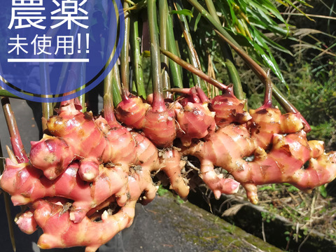 香りと辛みの金時生姜4kg 農薬未使用、有機肥料 しまんとから！
